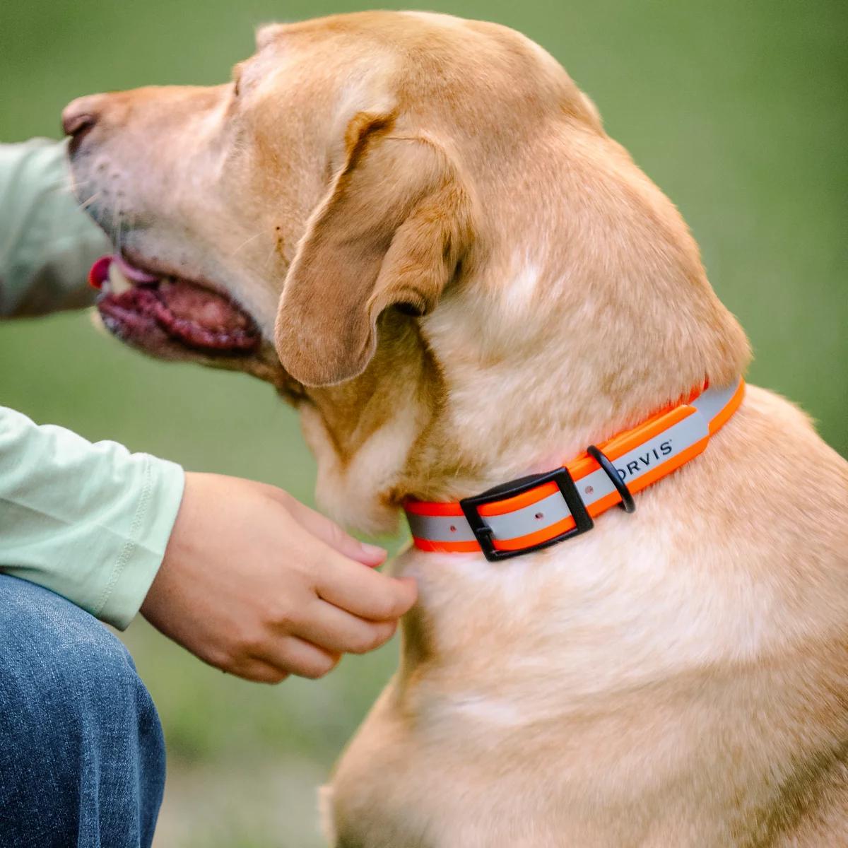 Orvis Waterproof Dog Collar