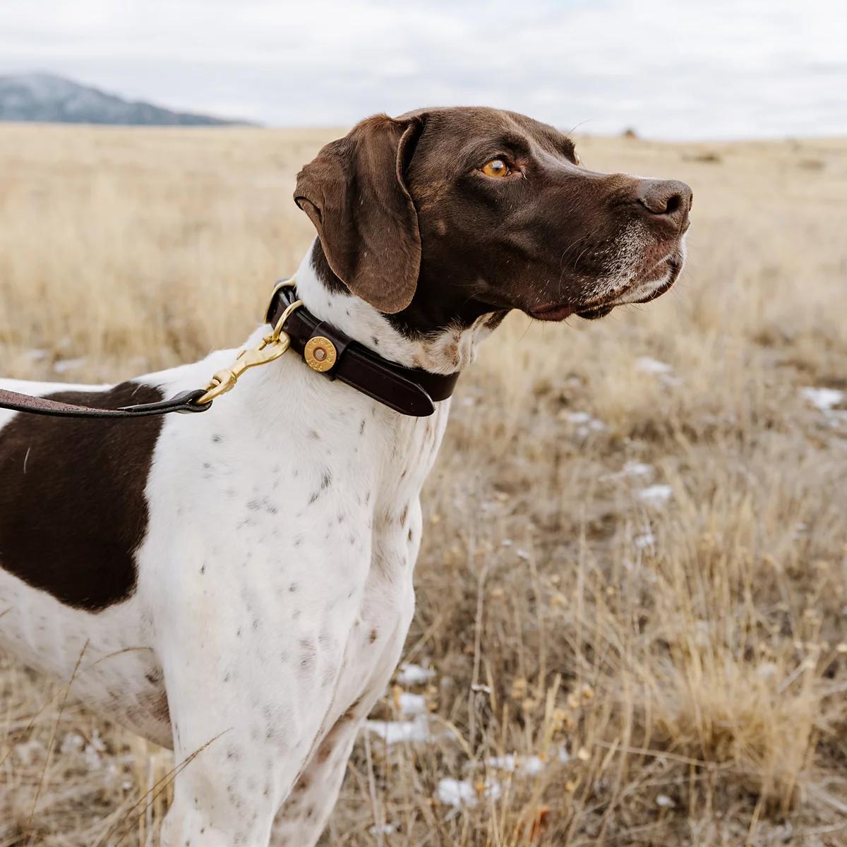 Shotshell Dog Collar