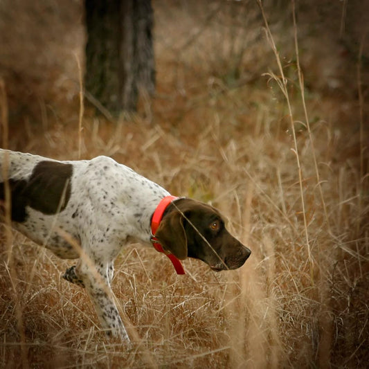 Orvis Two-Day Quail School At Pursell Farms, AL